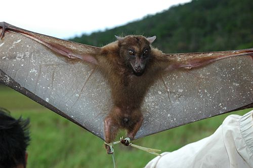 Harpy fruit bat